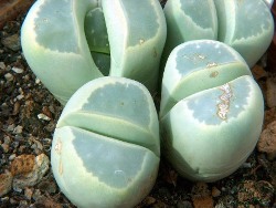 Lithops_olivacea_